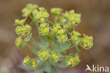 Kustwolfsmelk (Euphorbia portlandica)