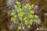 Kustwolfsmelk (Euphorbia portlandica)