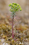 Kustwolfsmelk (Euphorbia portlandica)