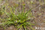 Long-bracted Sedge (Carex extensa)