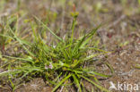 Kwelderzegge (Carex extensa)