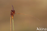 Long-bracted Sedge (Carex extensa)