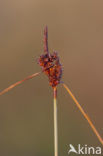 Kwelderzegge (Carex extensa)