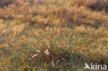 Kwelderzegge (Carex extensa)