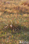 Long-bracted Sedge (Carex extensa)