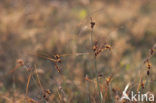 Kwelderzegge (Carex extensa)