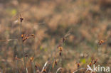 Long-bracted Sedge (Carex extensa)