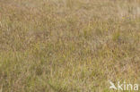 Long-bracted Sedge (Carex extensa)