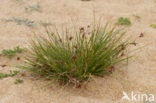 Kwelderzegge (Carex extensa)