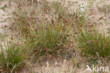 Long-bracted Sedge (Carex extensa)
