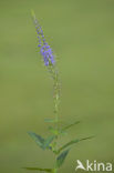Lange ereprijs (Veronica longifolia)