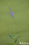 Long-leaved Speedwell (Veronica longifolia)