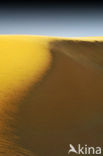 Libyan Desert