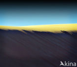 Libyan Desert