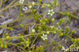 Liggend bergvlas (Thesium humifusum) 