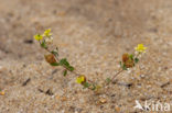 Hop Trefoil (Trifolium campestre)