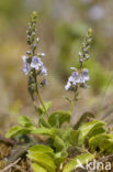 Mannetjesereprijs (Veronica officinalis)