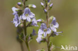 Mannetjesereprijs (Veronica officinalis)