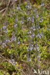 Mannetjesereprijs (Veronica officinalis)