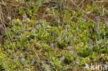 Mannetjesereprijs (Veronica officinalis)