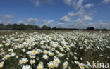 Margriet (Leucanthemum hybride)