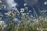 Margriet (Leucanthemum hybride)