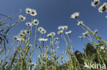 Margriet (Leucanthemum hybride)