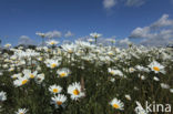 Margriet (Leucanthemum hybride)