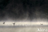 Common Coot (Fulica atra)