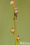 Moeraszoutgras (Triglochin palustris)