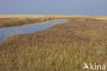 National Park Schiermonnikoog