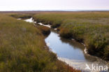 National Park Schiermonnikoog