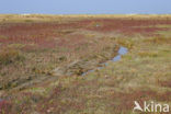 National Park Schiermonnikoog