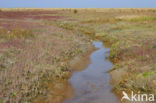 National Park Schiermonnikoog