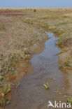 National Park Schiermonnikoog
