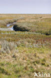 Nationaal park Schiermonnikoog