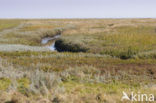 National Park Schiermonnikoog