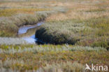 National Park Schiermonnikoog