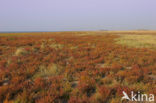 Nationaal park Schiermonnikoog