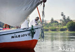 Nile
