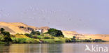 Nile