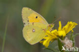 Oranje luzernevlinder (Colias croceus)