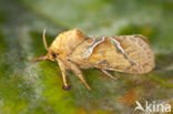 Oranje wortelboorder (Triodia sylvina)