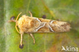 Orange Swift (Triodia sylvina)