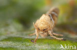 Orange Swift (Triodia sylvina)