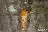 Oranje wortelboorder (Triodia sylvina)