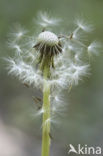 Paardenbloem (Taraxacum spec.)