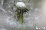 Paardenbloem (Taraxacum spec.)