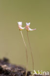 Pale butterwort (Pinguicula lusitanica)