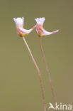 Pale butterwort (Pinguicula lusitanica)